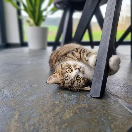 Im Obstgarten בקתה